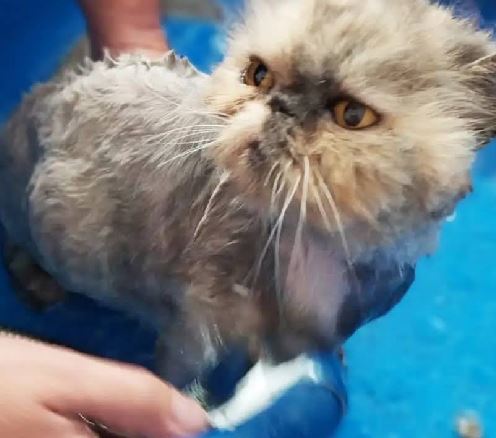 Gato recibiendo cuidado en peluquería felina