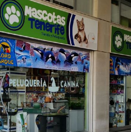Gato recibiendo cuidado en peluquería felina