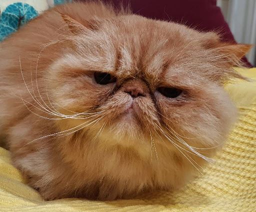Gato recibiendo cuidado en peluquería felina