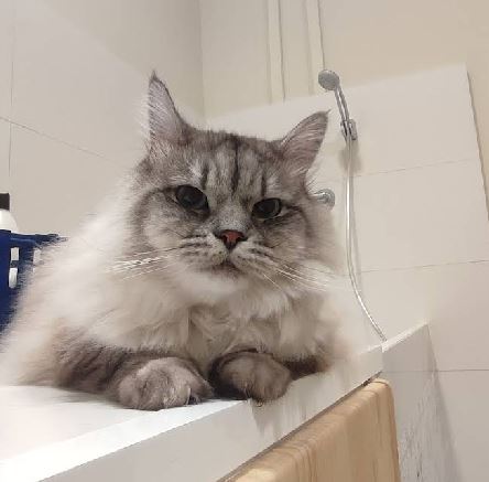 Gato recibiendo cuidado en peluquería felina