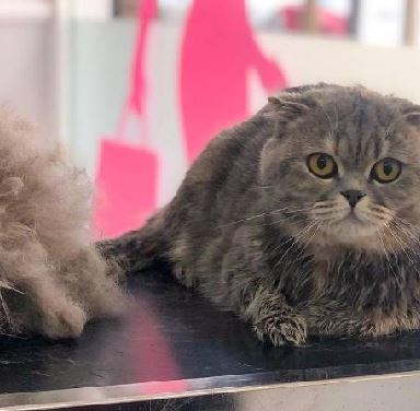 Gato recibiendo cuidado en peluquería felina