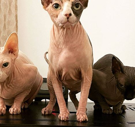 Gato siendo peinado en Canis Minor