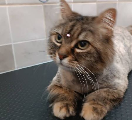 Tienda y peluquería felina en Valladolid