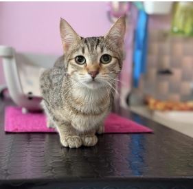 foto de gatos