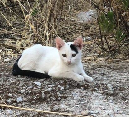foto de gatos