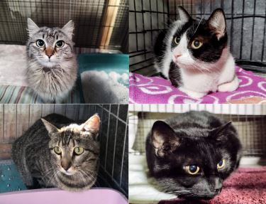 foto de gatos