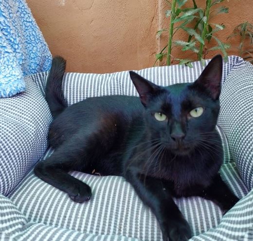 foto de gatos