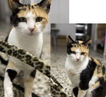 foto de gatos