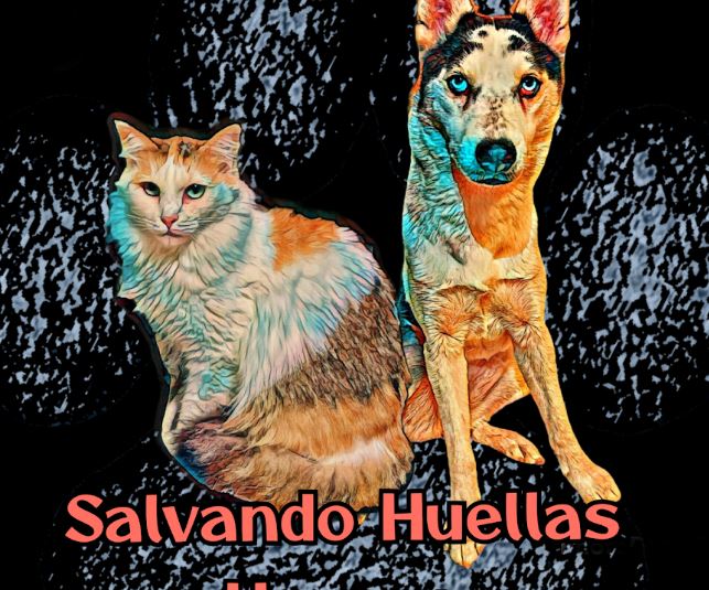 foto de gatos