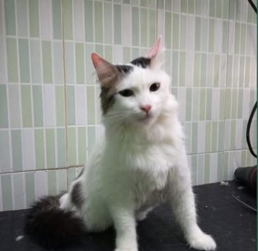 Interior de Boutique & Belleza Canina en Sevilla