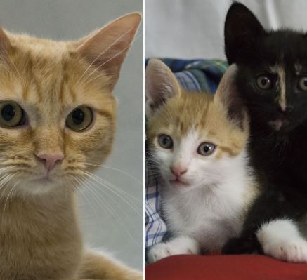 foto de gatos