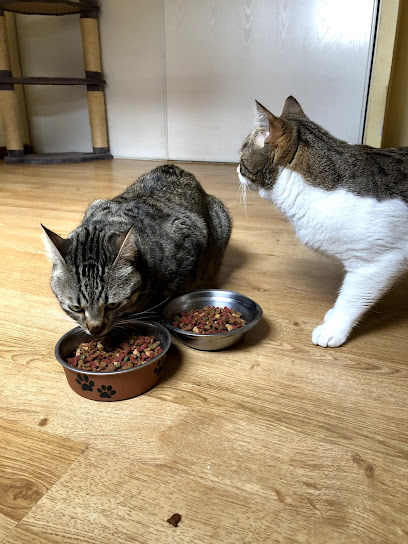 foto de una guardería de gatos en Guadalajara: Residencia Vega del Henares