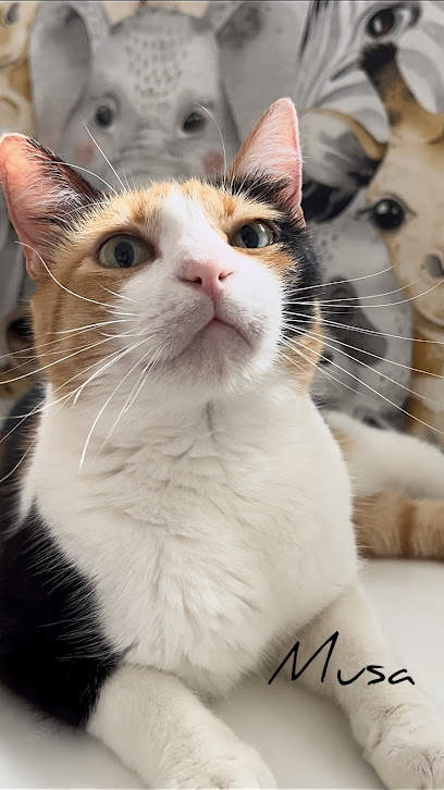 foto de una guardería de gatos en Canarias: Villa Gatitos