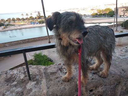 foto de una guardería de gatos en Mallorca: Residència Canina i Felina Von Falkenau