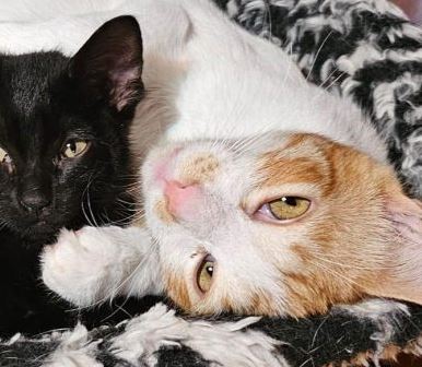 foto de gatos